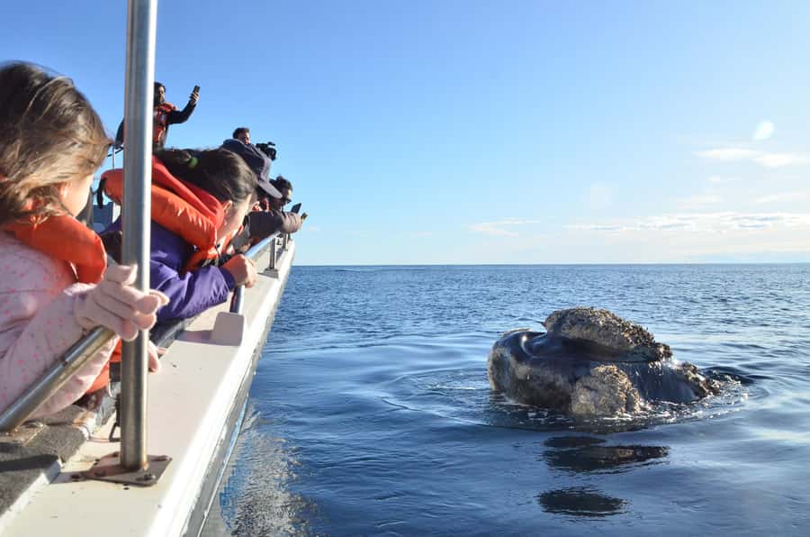 Whale Watching Boat - FAQ