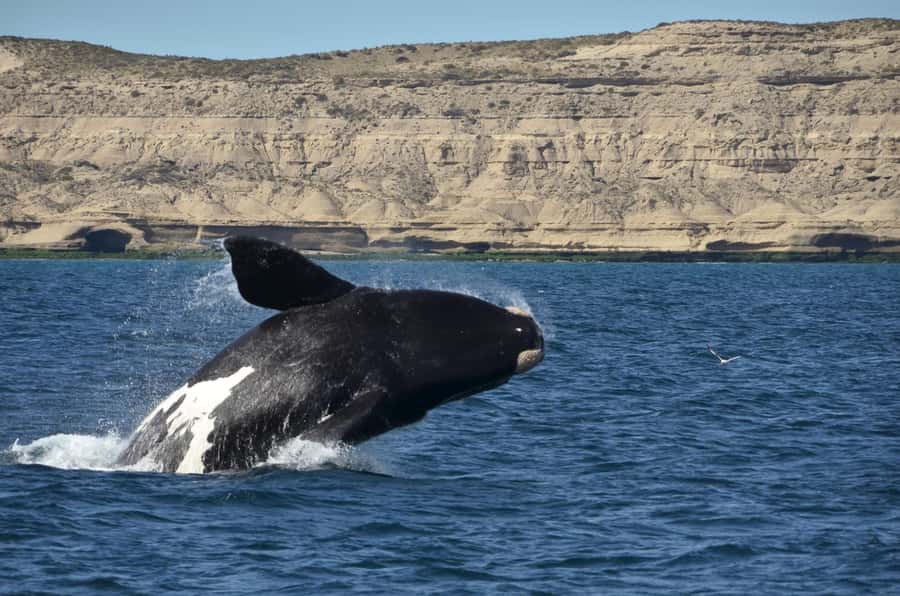 Whale Watching Boat - What happens during the 90 minutes