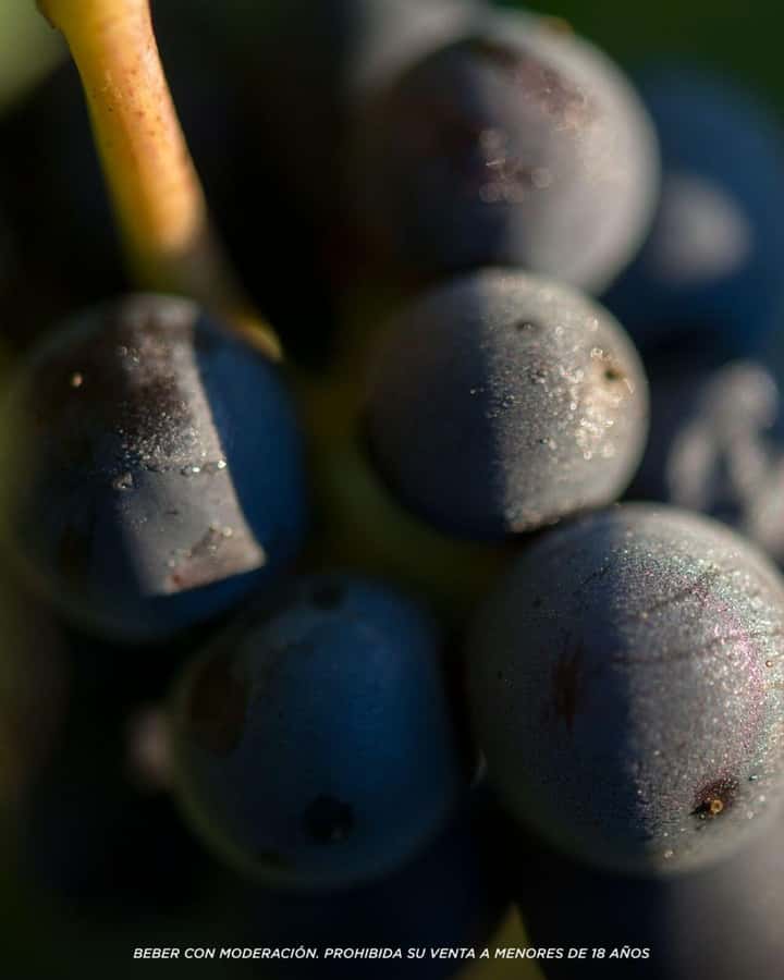 Wine Icons: Meet Salentein at the heart of Uco Valley - Who should book this Salentein experience?