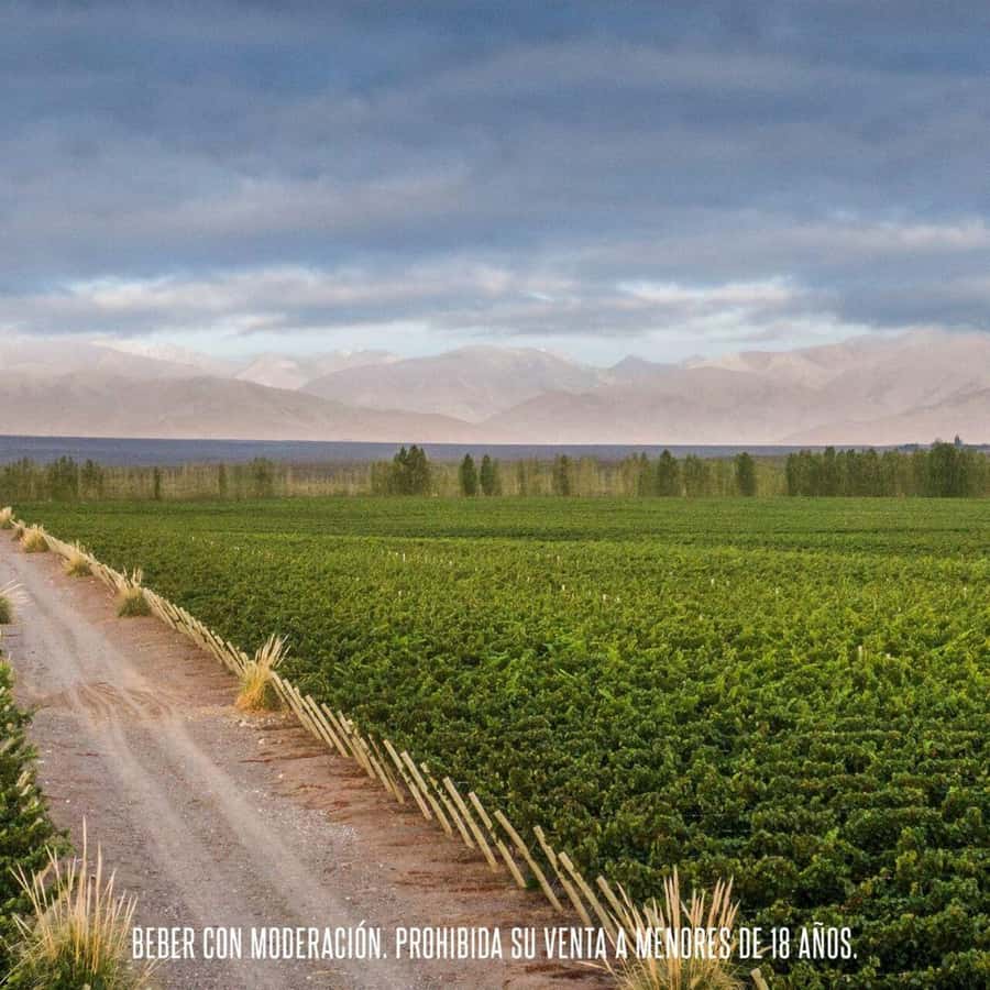 Wine Icons: Meet the sparkling world of Chandon - Practical timing and preparation