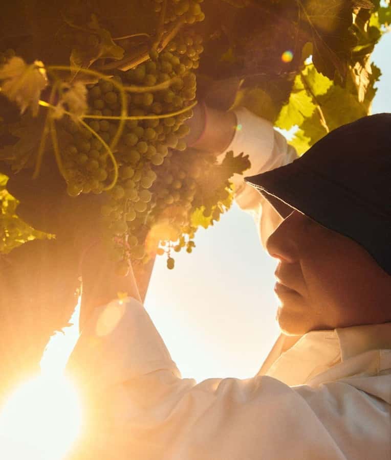 Wine Icons: Meet the sparkling world of Chandon - FAQ