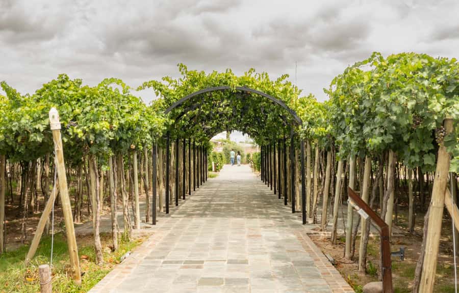 Wine Idols: Meet El Enemigo by Alejandro Vigil - Who will enjoy Casa Vigil most?