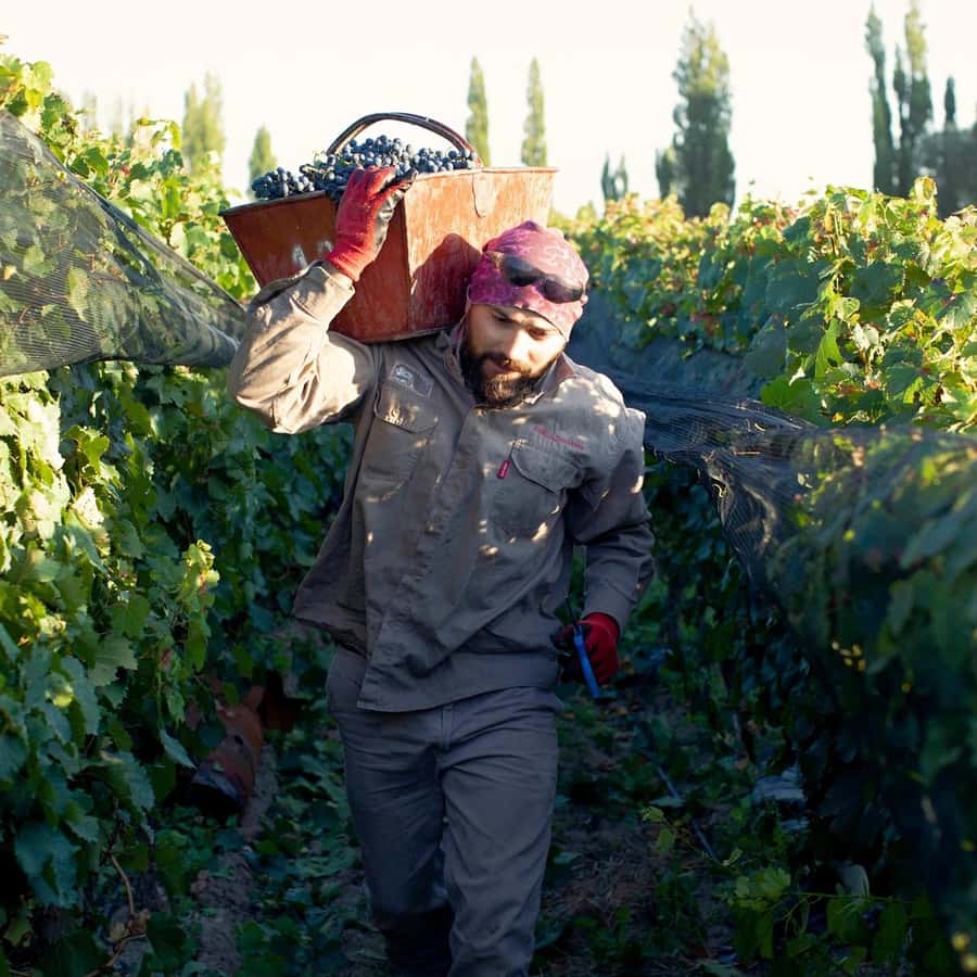 Zuccardi Legacy: A Journey Through Uco Valley’s Finest - Why Zuccardi makes sense for a Uco Valley wine day