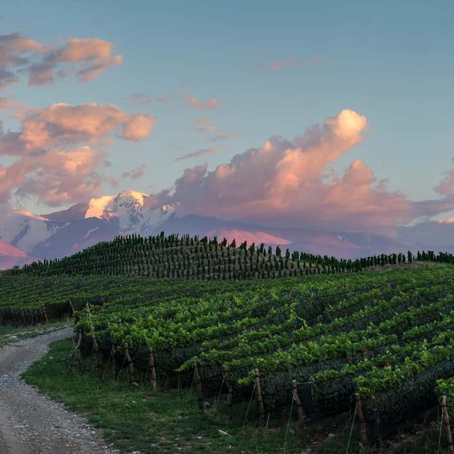 Zuccardi Legacy: A Journey Through Uco Valley’s Finest - What you see in the vineyards