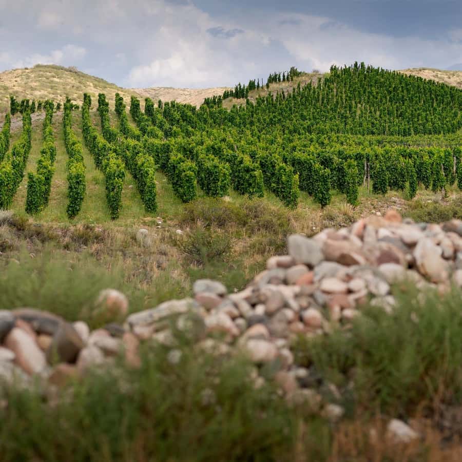 Zuccardi Legacy: A Journey Through Uco Valley’s Finest - Lunch and the unusual five-hour schedule